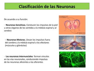 Clasificación de las Neuronas
De acuerdo a su función:
· Neuronas Sensitivas. Conducen los impulsos de la piel
u otros órganos de los sentidos a la médula espinal y al
cerebro
· Neuronas Motoras. Llevan los impulsos fuera
del cerebro y la médula espinal a los efectores
(músculos y glándulas)
· Las neuronas internunciales forman vínculos
en las vías neuronales, conduciendo impulsos
de las neuronas aferentes a las eferentes
 