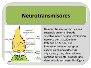 Un neurotransmisor (NT) es una
sustancia química liberada
selectivamente de una terminación
nerviosa por la acción de un
Potencia de Acción, que
interacciona con un receptor
específico en una estructura
adyacente y que, si se recibe en
cantidad suficiente, produce una
determinada respuesta fisiológica.
 