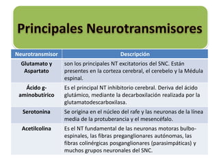 Neurotransmisor Descripción
Glutamato y
Aspartato
son los principales NT excitatorios del SNC. Están
presentes en la corteza cerebral, el cerebelo y la Médula
espinal.
Ácido g-
aminobutírico
Es el principal NT inhibitorio cerebral. Deriva del ácido
glutámico, mediante la decarboxilación realizada por la
glutamatodescarboxilasa.
Serotonina Se origina en el núcleo del rafe y las neuronas de la línea
media de la protuberancia y el mesencéfalo.
Acetilcolina Es el NT fundamental de las neuronas motoras bulbo-
espinales, las fibras preganglionares autónomas, las
fibras colinérgicas posganglionares (parasimpáticas) y
muchos grupos neuronales del SNC.
 