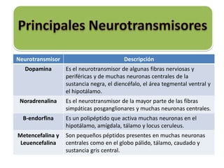 Neurotransmisor Descripción
Dopamina Es el neurotransmisor de algunas fibras nerviosas y
periféricas y de muchas neuronas centrales de la
sustancia negra, el diencéfalo, el área tegmental ventral y
el hipotálamo.
Noradrenalina Es el neurotransmisor de la mayor parte de las fibras
simpáticas posganglionares y muchas neuronas centrales.
B-endorfina Es un polipéptido que activa muchas neuronas en el
hipotálamo, amígdala, tálamo y locus ceruleus.
Metencefalina y
Leuencefalina
Son pequeños péptidos presentes en muchas neuronas
centrales como en el globo pálido, tálamo, caudado y
sustancia gris central.
 
