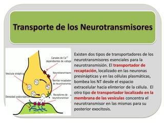 Existen dos tipos de transportadores de los
neurotransmisores esenciales para la
neurotransmisión. El transportador de
recaptación, localizado en las neuronas
presinápticas y en las células plasmáticas,
bombea los NT desde el espacio
extracelular hacia elinterior de la célula. El
otro tipo de transportador localizado en la
membrana de las vesículas concentra el
neurotransmisor en las mismas para su
posterior exocitosis.
 