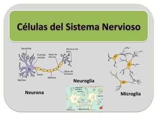 Neurona
Neuroglia
Microglia
 