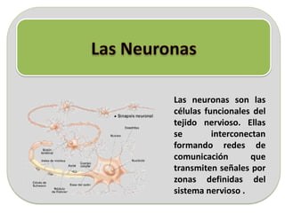 Las neuronas son las
células funcionales del
tejido nervioso. Ellas
se interconectan
formando redes de
comunicación que
transmiten señales por
zonas definidas del
sistema nervioso .
 
