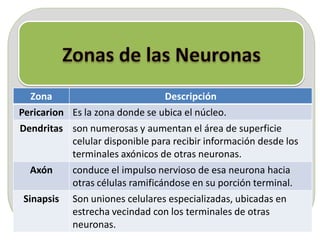 Zona Descripción
Pericarion Es la zona donde se ubica el núcleo.
Dendritas son numerosas y aumentan el área de superficie
celular disponible para recibir información desde los
terminales axónicos de otras neuronas.
Axón conduce el impulso nervioso de esa neurona hacia
otras células ramificándose en su porción terminal.
Sinapsis Son uniones celulares especializadas, ubicadas en
estrecha vecindad con los terminales de otras
neuronas.
 