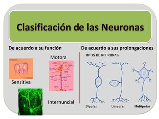 De acuerdo a su función De acuerdo a sus prolongaciones
Sensitiva
Motora
Internuncial
 