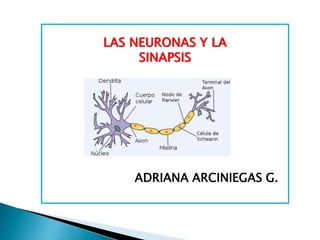 ADRIANA ARCINIEGAS G.
LAS NEURONAS Y LA
SINAPSIS
 