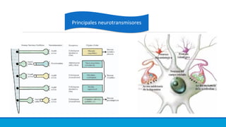Principales neurotransmisoresPrincipales neurotransmisores
 