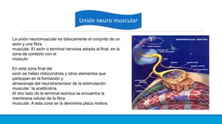 Unión neuro muscularUnión neuro muscular
La unión neuromuscular es básicamente el conjunto de un
axón y una fibra
muscular. El axón o terminal nerviosa adopta al final, en la
zona de contacto con el
músculo
En esta zona final del
axón se hallan mitocondrias y otros elementos que
participan en la formación y
almacenaje del neurotransmisor de la estimulación
muscular: la acetilcolina.
Al otro lado de la terminal axónica se encuentra la
membrana celular de la fibra
muscular. A esta zona se la denomina placa motora.
 