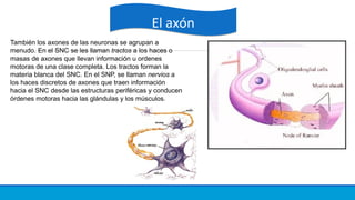El axónEl axón
También los axones de las neuronas se agrupan a
menudo. En el SNC se les llaman tractos a los haces o
masas de axones que llevan información u ordenes
motoras de una clase completa. Los tractos forman la
materia blanca del SNC. En el SNP, se llaman nervios a
los haces discretos de axones que traen información
hacia el SNC desde las estructuras periféricas y conducen
órdenes motoras hacia las glándulas y los músculos.
 