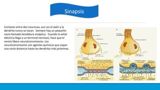 Contacto entre dos neuronas, aun así el axón y la
dendrita nunca se tocan. Siempre hay un pequeño
vacío llamado hendidura sináptica. Cuando la señal
eléctrica llega a un terminal nervioso, hace que el
nervio libere neurotransmisores. Los
neurotransmisores son agentes químicos que viajan
una corta distancia hasta las dendritas más próximas.
SinapsisSinapsis
 