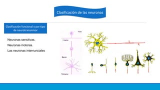 Clasificación de las neuronasClasificación de las neuronas
Clasificación funcional y por tipo
de neurotransmisor
Clasificación funcional y por tipo
de neurotransmisor
Neuronas sensitivas.
Neuronas motoras.
Las neuronas internunciales
 