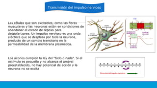 Transmisión del impulso nerviosoTransmisión del impulso nervioso
Las células que son excitables, como las fibras
musculares y las neuronas están en condiciones de
abandonar el estado de reposo para
despolarizarse. Un impulso nervioso es una onda
eléctrica que se desplaza por toda la neurona,
producto de un cambio transitorio en la
permeabilidad de la membrana plasmática.
Los axones cumplen la ley del “todo o nada”. Si el
estímulo es pequeño y no alcanza el umbral
preestablecido, no hay potencial de acción y la
neurona no se excita
 