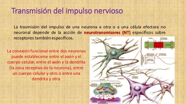 Neurona y neurotransmisores. keilyng bastidas