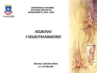 NEURONAS
Y NEUROTRANSMISORES
UNIVERSIDAD YACAMBÚ
ESTUDIOS VIRTUALES
BARQUISIMETO, EDO. LARA
Alumna: Celestina Mata
C.I. 12.436.259
 