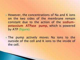  However, the concentrations of Na and K ions
on the two sides of the membrane remain
constant due to the action of the sodium-
potassium ATPase pump, which is powered
by ATP (figure).
 The pump actively moves Na ions to the
outside of the cell and K ions to the inside of
the cell.
 