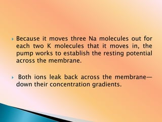  Because it moves three Na molecules out for
each two K molecules that it moves in, the
pump works to establish the resting potential
across the membrane.
 Both ions leak back across the membrane—
down their concentration gradients.
 