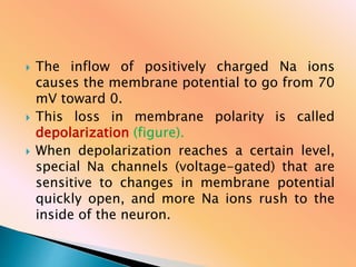  The inflow of positively charged Na ions
causes the membrane potential to go from 70
mV toward 0.
 This loss in membrane polarity is called
depolarization (figure).
 When depolarization reaches a certain level,
special Na channels (voltage-gated) that are
sensitive to changes in membrane potential
quickly open, and more Na ions rush to the
inside of the neuron.
 