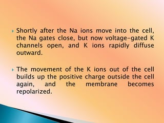  Shortly after the Na ions move into the cell,
the Na gates close, but now voltage-gated K
channels open, and K ions rapidly diffuse
outward.
 The movement of the K ions out of the cell
builds up the positive charge outside the cell
again, and the membrane becomes
repolarized.
 