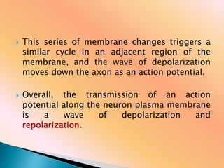  This series of membrane changes triggers a
similar cycle in an adjacent region of the
membrane, and the wave of depolarization
moves down the axon as an action potential.
 Overall, the transmission of an action
potential along the neuron plasma membrane
is a wave of depolarization and
repolarization.
 