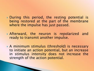  During this period, the resting potential is
being restored at the part of the membrane
where the impulse has just passed.
 Afterward, the neuron is repolarized and
ready to transmit another impulse.
 A minimum stimulus (threshold) is necessary
to initiate an action potential, but an increase
in stimulus intensity does not increase the
strength of the action potential.
 