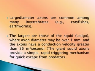  Largediameter axons are common among
many invertebrates (e.g., crayfishes,
earthworms).
 The largest are those of the squid (Loligo),
where axon diameter may be over 1 mm, and
the axons have a conduction velocity greater
than 36 m/second! (The giant squid axons
provide a simple, rapid triggering mechanism
for quick escape from predators.
 