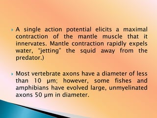  A single action potential elicits a maximal
contraction of the mantle muscle that it
innervates. Mantle contraction rapidly expels
water, “jetting” the squid away from the
predator.)
 Most vertebrate axons have a diameter of less
than 10 µm; however, some fishes and
amphibians have evolved large, unmyelinated
axons 50 µm in diameter.
 