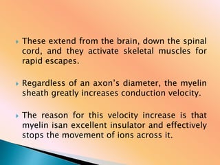  These extend from the brain, down the spinal
cord, and they activate skeletal muscles for
rapid escapes.
 Regardless of an axon’s diameter, the myelin
sheath greatly increases conduction velocity.
 The reason for this velocity increase is that
myelin isan excellent insulator and effectively
stops the movement of ions across it.
 