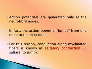  Action potentials are generated only at the
neurofibril nodes.
 In fact, the action potential “jumps” from one
node to the next node.
 For this reason, conduction along myelinated
fibers is known as saltatory conduction (L.
saltare, to jump).
 