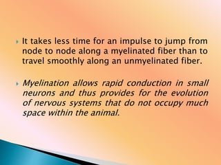  It takes less time for an impulse to jump from
node to node along a myelinated fiber than to
travel smoothly along an unmyelinated fiber.
 Myelination allows rapid conduction in small
neurons and thus provides for the evolution
of nervous systems that do not occupy much
space within the animal.
 