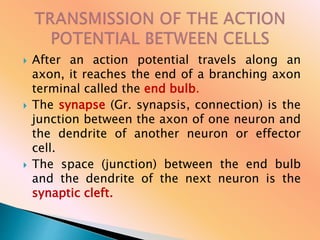  After an action potential travels along an
axon, it reaches the end of a branching axon
terminal called the end bulb.
 The synapse (Gr. synapsis, connection) is the
junction between the axon of one neuron and
the dendrite of another neuron or effector
cell.
 The space (junction) between the end bulb
and the dendrite of the next neuron is the
synaptic cleft.
 