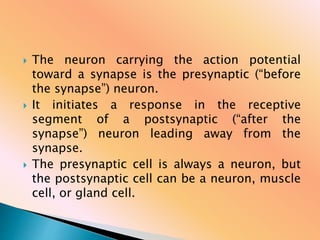  The neuron carrying the action potential
toward a synapse is the presynaptic (“before
the synapse”) neuron.
 It initiates a response in the receptive
segment of a postsynaptic (“after the
synapse”) neuron leading away from the
synapse.
 The presynaptic cell is always a neuron, but
the postsynaptic cell can be a neuron, muscle
cell, or gland cell.
 