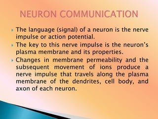  The language (signal) of a neuron is the nerve
impulse or action potential.
 The key to this nerve impulse is the neuron’s
plasma membrane and its properties.
 Changes in membrane permeability and the
subsequent movement of ions produce a
nerve impulse that travels along the plasma
membrane of the dendrites, cell body, and
axon of each neuron.
 