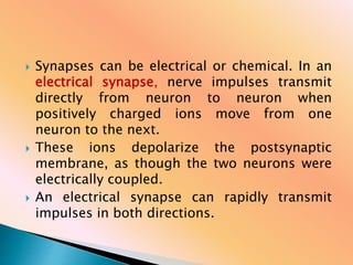  Synapses can be electrical or chemical. In an
electrical synapse, nerve impulses transmit
directly from neuron to neuron when
positively charged ions move from one
neuron to the next.
 These ions depolarize the postsynaptic
membrane, as though the two neurons were
electrically coupled.
 An electrical synapse can rapidly transmit
impulses in both directions.
 