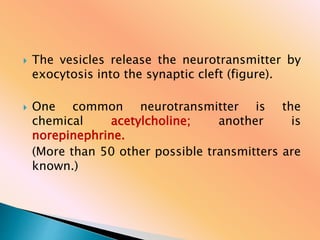  The vesicles release the neurotransmitter by
exocytosis into the synaptic cleft (figure).
 One common neurotransmitter is the
chemical acetylcholine; another is
norepinephrine.
(More than 50 other possible transmitters are
known.)
 