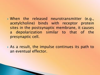  When the released neurotransmitter (e.g.,
acetylcholine) binds with receptor protein
sites in the postsynaptic membrane, it causes
a depolarization similar to that of the
presynaptic cell.
 As a result, the impulse continues its path to
an eventual effector.
 