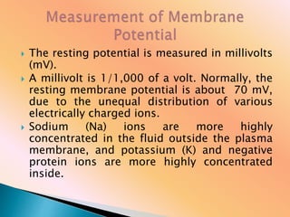  The resting potential is measured in millivolts
(mV).
 A millivolt is 1/1,000 of a volt. Normally, the
resting membrane potential is about 70 mV,
due to the unequal distribution of various
electrically charged ions.
 Sodium (Na) ions are more highly
concentrated in the fluid outside the plasma
membrane, and potassium (K) and negative
protein ions are more highly concentrated
inside.
 