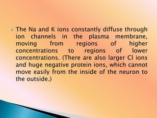  The Na and K ions constantly diffuse through
ion channels in the plasma membrane,
moving from regions of higher
concentrations to regions of lower
concentrations. (There are also larger Cl ions
and huge negative protein ions, which cannot
move easily from the inside of the neuron to
the outside.)
 