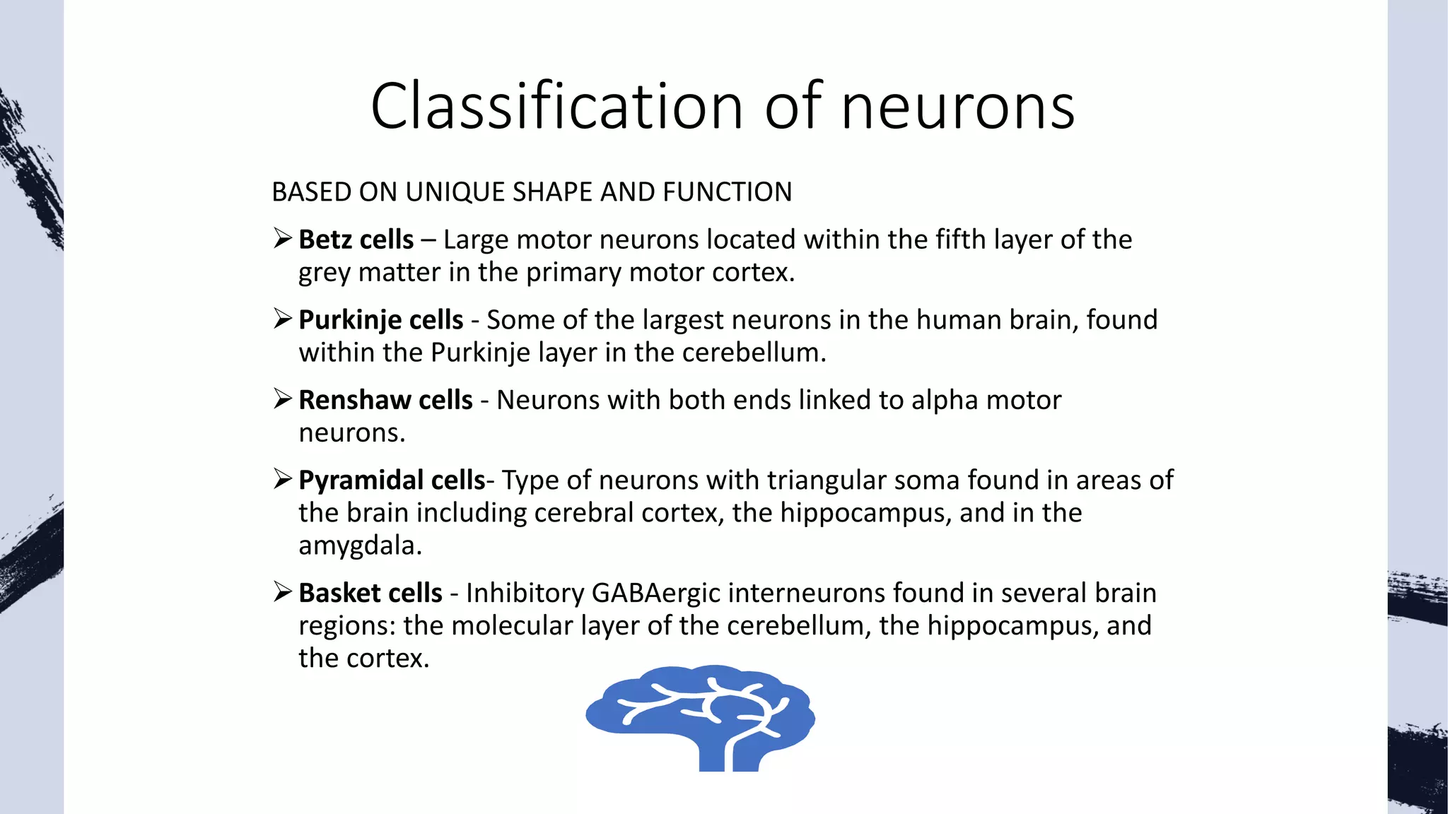 Neuroglial Cells Definition Axon Definition And Examples Biology