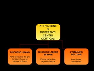 13
ATTIVAZIONE
DI
DIFFERENTI
CENTRI
CORTICALI
DISCORSO UMANO
Parte operculare del giro
frontale inferiore sx
(regione di Broca)
SCHIOCCO LABBRA
SCIMMIE
Piccola parte della
regione di Broca
L’ABBAIARE
DEL CANE
Area visuale
extra-striata
Un recente studio nel quale i partecipanti umani osservavano azioni
comunicative della bocca eseguite da uomini, scimmie e cani mostra che:
 L’OSSERVAZIONE DELLE AZIONI COMUNICATIVE DELLA BOCCA
DI DIFFERENTI SPECIE OSSERVATE
 