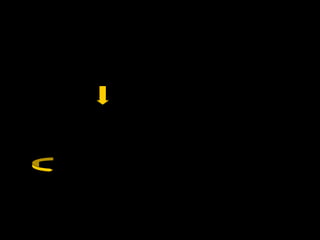 20
QUAL’E’ LA FUNZIONE DELLA SINCRONIA DEL COMPORTAMENTO
NUTRITIVO NELLE SCIMMIE?
 Il comportamento di nutrimento dei primati soprattutto è caratterizzato
dall’essere PRIMARIAMENTE SOCIALE
necessita sensibilità sociale indirizzata a SINTONIZZARE IL
COMPORTAMENTO INDIVIDUALE con quello dei membri del gruppo
 Nelle scimmie dunque è presente una FORMA DI INTERSOGGETTIVITA’:
LA COORDINAZIONE DEL COMPORTAMENTO (Behavioral coordination):
Fare le stesse cose allo stesso momento
 La B.C. porta vantaggi coesione del gruppo (effettiva strategia
. comportamentale
antipredatoria)
 