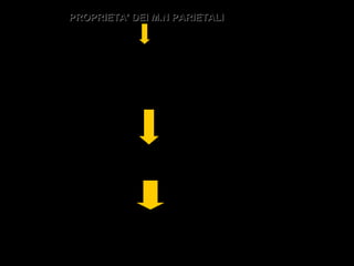 38
PROPRIETA’ DEI M.N PARIETALIPROPRIETA’ DEI M.N PARIETALI
 RICONOSCERE LA META DELL’AZIONE MOTORIA
OSSERVATA
 DISCRIMINARE AZIONI MOTORIE IDENTICHE IN BASE ALLA
SEQUENZA DELL’AZIONE NELLA QUALE QUESTE SONO
COLLOCATE
PERMETTE ALLE SCIMMIE DI PREDIRE QUAL’E’ IL RISULTATO
DELL’AZIONE OSSERVATA
PERMETTE DI INDIVIDUARE L’INTENZIONE DELL’AZIONE
INDIVIDUALE
 
