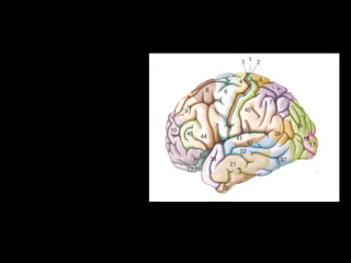 65
Corrispondenti aree nel cervello umano
F5 Area 44 (area di
Broca)
45 Area 45
Importanti nel linguaggio
 