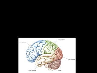 67
Il ruolo fondamentale dei “neuroni a specchio” è
consentire al soggetto che osserva l’azione di capire
lo scopo dell’azione cui sta assistendo.
Studi sperimentali hanno permesso di individuare nel Lobo
parietale inferiore dei neuroni che rispondono a questa
funzione:
NEURONI A SPECCHIO PARIETALI
 