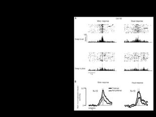 68
Neuroni a specchio parietali
• Si attivano sia quando la
scimmia compie l’azione,
sia quando osserva lo
sperimentatore eseguire la
stessa o una simile azione
 