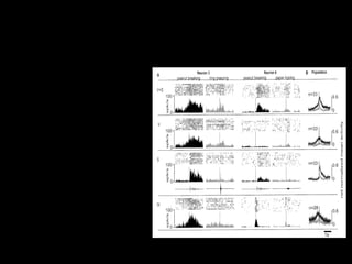 75
Infatti in sede sperimentale si osserva l’attivazione
dei neuroni a specchio audiovisivi quando:
1) La scimmia compie
l’azione
2) La scimmia osserva
lo sperimentatore che
compie la stessa
azione
3) La scimmia ascolta il
suono relativo
all’azione
compiuta/osservata
 