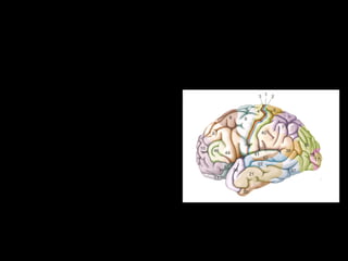 86
Studi sperimentali effettuati con uomini hanno mostrato come
l’osservazione di AZIONI INGESTIVE ( mordere e masticare),
compiute da altri, vadano ad attivare queste regioni cerebrali:
•AREA 44 parte posteriore del
giro frontale inferiore centrata nella
pars opercularis ( omologo
dell’area F5 nelle scimmie)
•AREA 45 pars triangularis
•AREA 6 parte ventrale
 