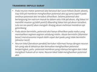 • Pada neuron motor potensial aksi berawal dari axon hillock (bukit akson),
tiap titik pd membran menghasilkan potensial aksi yg sama seperti pada
awalnya potensial aksi tersebut dihasilkan. Selama potensial aksi
berlangsung ion natrium masuk ke dalam satu titik pd akson, shg lokasi ini
memiliki muatan yg lebih positif dibanding lokasi lain pd akson tersebut.
Lalu ion-ion positif akan mengalir disepjg akson melintasi membran spt
gelombang
• Pada akson bermielin, potensial aksi hanya dihasilkan pada nodus yang
memisahkan segmen-segmen selubung mielin. Akson bermielin (diameter
besar) menstransmisi impuls lebih cepat dari pada yang tidak bermielin
(dimeter kecil)
• Neuron lokal (berakson pendek) bertukar informasi hanya dengan neuron
lain yang ada di dekatnya dan kemudian menghasilkan potensial
berperingkat, yaitu potensial membran yang nilainya beragam dan tidak
mengikuti hukum all or none. Neuron lokal tidak menghasilkan potensial
aksi
TRANSMISI IMPULS SARAF
 