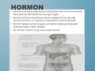 • Hormon 🡪 zat kimia yang disekresi oleh kelenjar dan sel-sel lain, hormon
ditransportasi oleh darah menuju organ target.
• Banyak zat kimia yang berperan ganda sebagai hormon dan juga
neurotransmitter, ex : epinefrin, norepinefrin, insulin & oksitosin
• Hormon berguna untuk mengatur perubahan jangka panjang pada
beberapa bagian tubuh sekaligus.
• Gb. Kelenjar endokrin yang utama pada manusia :
HORMON
 
