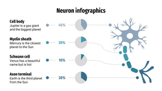 Neuron infographics
Cell body
Jupiter is a gas giant
and the biggest planet
Myelin sheath
Mercury is the closest
planet to the Sun
40%
20%
Schwann cell
Venus has a beautiful
name but is hot
10%
Axon terminal
Earth is the third planet
from the Sun
30%
 