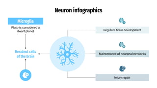 Neuron infographics
Microglia
Pluto is considered a
dwarf planet
Resident cells
of the brain
Regulate brain development
Injury repair
Maintenance of neuronal networks
 